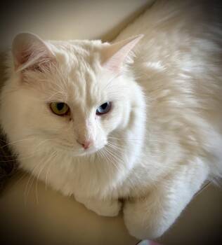 Turkish Angora Cats Available for Adoption in Buffalo, New York - Inosuke | PetCurious