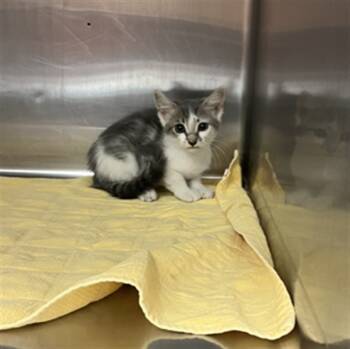 Rescue Domestic Short Hair Cats for Adoption in Rancho Cucamonga, California - UNKNOWN | PetCurious