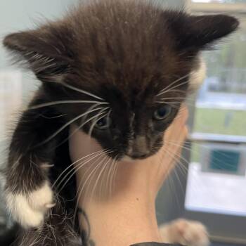 Treasure Island -  Domestic Short Hair Cat for Adoption in Greensboro, North Carolina - Treasure Island | PetCurious