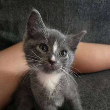 Garth -  Domestic Short Hair Cat for Adoption in Ridgely, Maryland - Garth | PetCurious