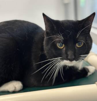 Charlie -  Domestic Short Hair Cat for Adoption in Stafford, Virginia - Charlie | PetCurious