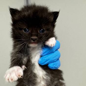 Domestic Short Hair Cats Available for Adoption in Concord, North Carolina - Chewy | PetCurious