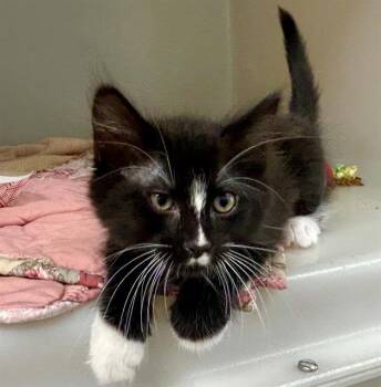 LILY -  Domestic Short Hair Cat for Adoption in Salinas, California - LILY | PetCurious