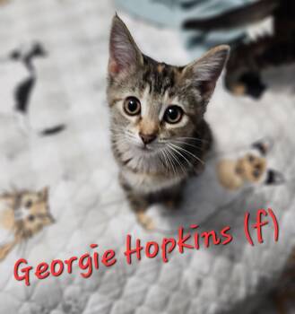 Rescue Torbie Cats for Adoption in Clarksville, Tennessee - Georgie Hopkins | PetCurious