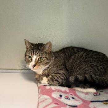 Domestic Short Hair Cats Available for Adoption in Branford, Connecticut - Chiggy | PetCurious