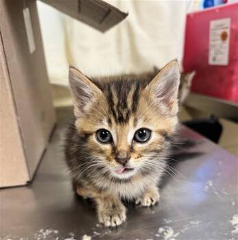 MEALWORM -  Domestic Short Hair Cat for Adoption in Cookeville, Tennessee - MEALWORM | PetCurious
