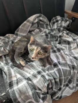 Rescue Domestic Short Hair Cats for Adoption in Kalamazoo, Michigan - Libby (ask To Meet Me!) | PetCurious