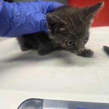 Milly -  Domestic Short Hair Cat for Adoption in Milton, Florida - Milly | PetCurious