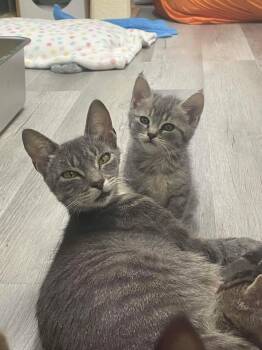 Tabby Cats Available for Adoption - Arla | PetCurious