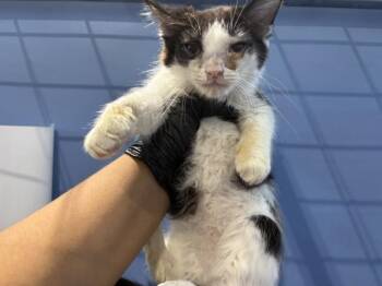AIR POTATO -  Domestic Medium Hair Cat for Adoption in San Bernardino, California - AIR POTATO | PetCurious