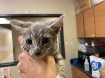 Domestic Short Hair Cats Available for Adoption in Modesto, California - SIMBA | PetCurious