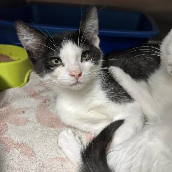 Rescue Tuxedo Cats for Adoption in La Grange Park, Illinois - Mr. Whiskerbottoms & Duchess Fluffington (Bonded) | PetCurious