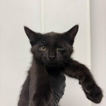 Bok Choy -  Domestic Short Hair Cat for Adoption in Abilene, Texas - Bok Choy | PetCurious