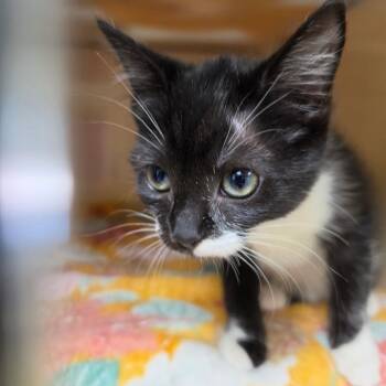 Little Boogie -  Tuxedo and Domestic Short Hair Cat for Adoption in Clarksville, Virginia - Little Boogie | PetCurious