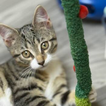 Rescue Domestic Short Hair Cats for Adoption in Westport, Connecticut - Stella (Booger Kitten 1) | PetCurious