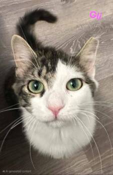 Rescue Domestic Long Hair Cats for Adoption in Akron, New York - Gli ( Bonded With Glo) | PetCurious