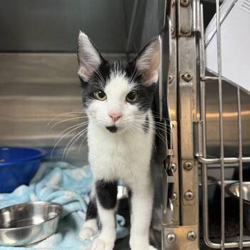 M&Ms -  Domestic Short Hair Cat for Adoption in Hendersonville, Tennessee - M&Ms | PetCurious