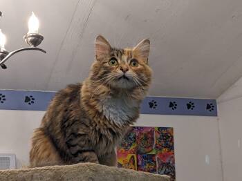 Domestic Short Hair Cats Available for Adoption - Nova | PetCurious