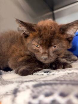 Twirl -  Domestic Medium Hair Cat for Adoption in Huntington, Indiana - Twirl | PetCurious