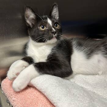 Rescue Tuxedo Cats for Adoption in La Grange Park, Illinois - Flaming Katy 2 Of 2 | PetCurious