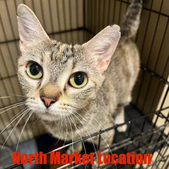 Rescue Domestic Short Hair Cats for Adoption in Raleigh, North Carolina - Terra | PetCurious