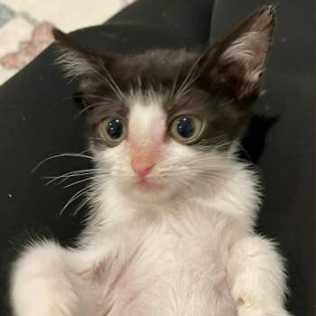 Tiny Tom Shaw -  Domestic Short Hair Cat for Adoption in Eagle Mountain, Utah - Tiny Tom Shaw | PetCurious
