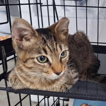 Eleven Houston -  Domestic Short Hair Cat for Adoption in Denver, Colorado - Eleven Houston | PetCurious
