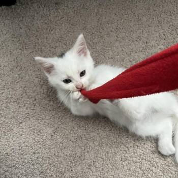 Opal -  Domestic Short Hair Cat for Adoption in Fredericksburg, Virginia - Opal | PetCurious