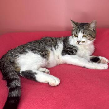 Domestic Short Hair Cats Available for Adoption in San Antonio, Texas - Moira | PetCurious