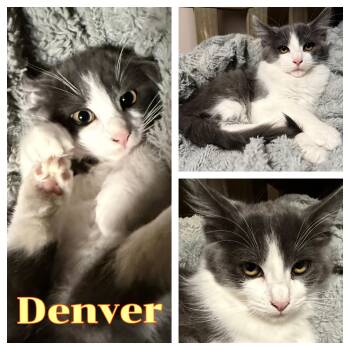 Denver -  Domestic Long Hair Cat for Adoption in Hollister, California - Denver | PetCurious