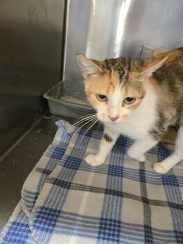 Rescue Domestic Short Hair Cats for Adoption in Clayton, California - Calypso | PetCurious