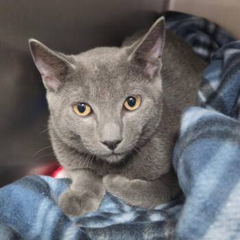 Theo -  Domestic Short Hair Cat for Adoption in Lakeland, Florida - Theo | PetCurious