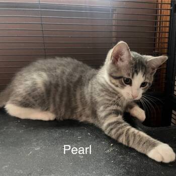 Rescue Domestic Short Hair Cats for Adoption in Hanna City, Illinois - Pearl | PetCurious