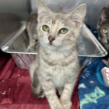 Sasha -  Domestic Short Hair Cat for Adoption in Matteson, Illinois - Sasha | PetCurious