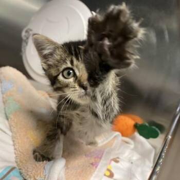 Bippy -  Domestic Short Hair Cat for Adoption in Richmond, Virginia - Bippy | PetCurious