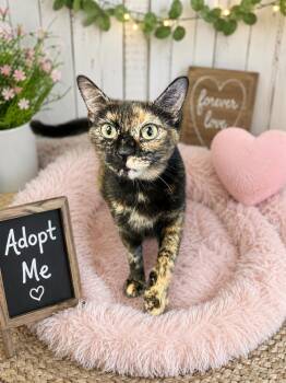 Mary -  American Shorthair Cat for Adoption in Westwood, New Jersey - Mary | PetCurious