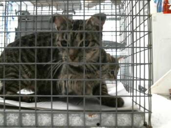 Domestic Short Hair Cats Available for Adoption in Houston, Texas - SARINA | PetCurious