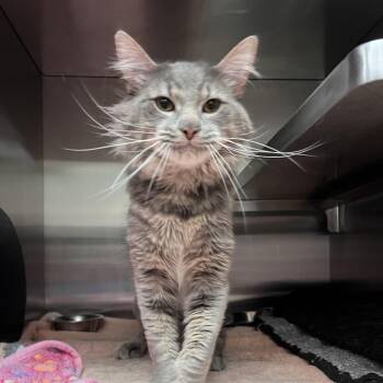 Grass -  Domestic Medium Hair Cat for Adoption in Evanston, Illinois - Grass | PetCurious