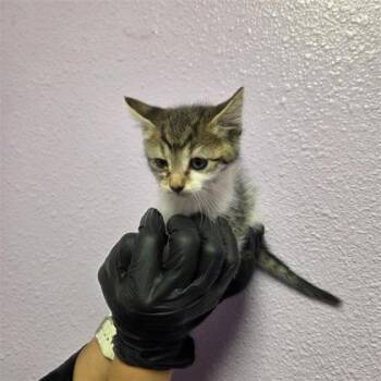 Domestic Medium Hair Cats Available for Adoption in El Paso, Texas - 61050670 | PetCurious