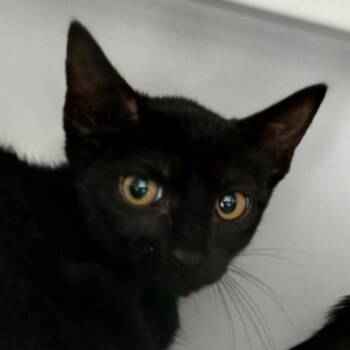 Rook -  Domestic Short Hair Cat for Adoption in Las Cruces, New Mexico - Rook | PetCurious