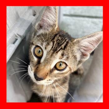 Tabby Cats Available for Adoption in Durham, North Carolina - Tobi | PetCurious