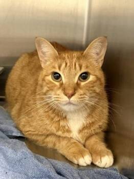 Garfield -  Domestic Short Hair Cat for Adoption in Lafayette, Indiana - Garfield | PetCurious