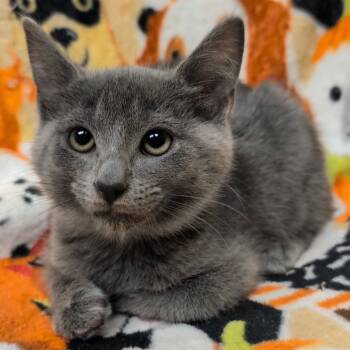 Rescue Domestic Short Hair Cats for Adoption in Corbin, Kentucky - Freddy | PetCurious