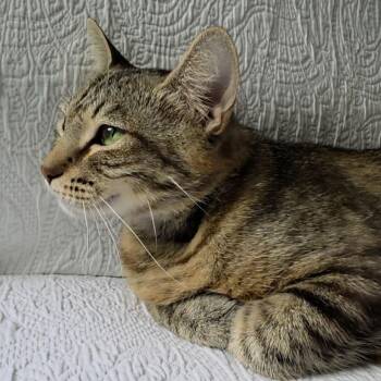 Mae -  Domestic Short Hair Cat for Adoption in Lauderdale, Minnesota - Mae | PetCurious