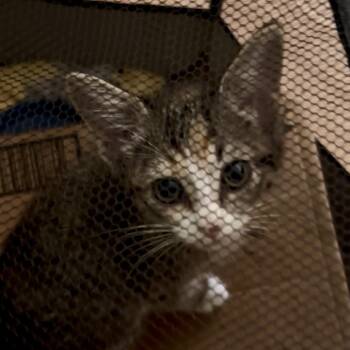 Cinnamon -  Domestic Short Hair Cat for Adoption in Bentonville, Arkansas - Cinnamon | PetCurious