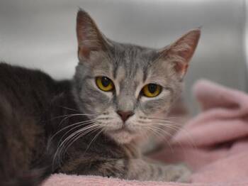 Odette -  Domestic Short Hair Cat for Adoption in Portland, Oregon - Odette | PetCurious