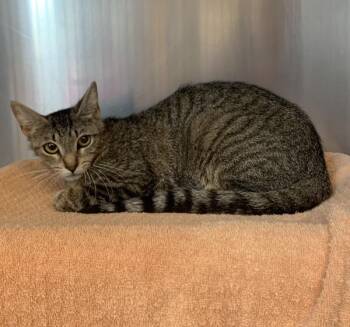 Mrs Puff -  Domestic Short Hair Cat for Adoption in Oakland, California - Mrs Puff | PetCurious