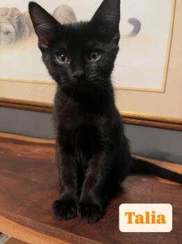 Talia -  Domestic Short Hair Cat for Adoption in Union Grove, Wisconsin - Talia | PetCurious