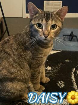 Tiger and American Shorthair Cats Available for Adoption in Billerica, Massachusetts - Daisy | PetCurious