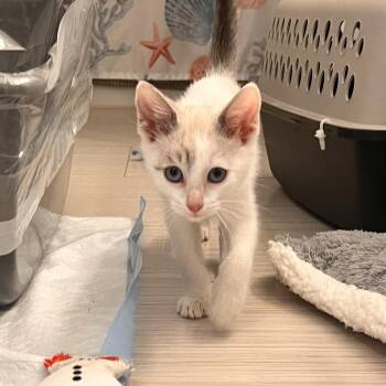 Tito -  Domestic Short Hair Cat for Adoption in Fort Collins, Colorado - Tito | PetCurious